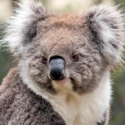 肥考拉（fat Koala）v3.2 - GPTSio